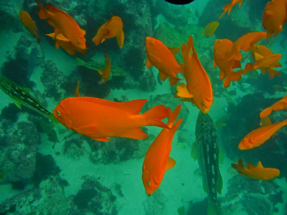 A school of bright orange garibaldi over the reef at La Jolla Cove, San Diego